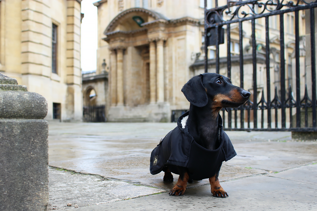 Black Dachshund Underbelly Coat