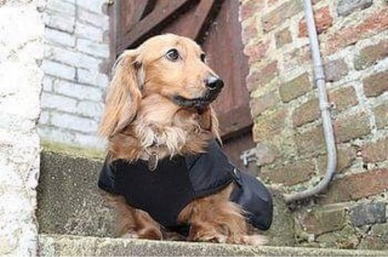 Black Dachshund Underbelly Coat