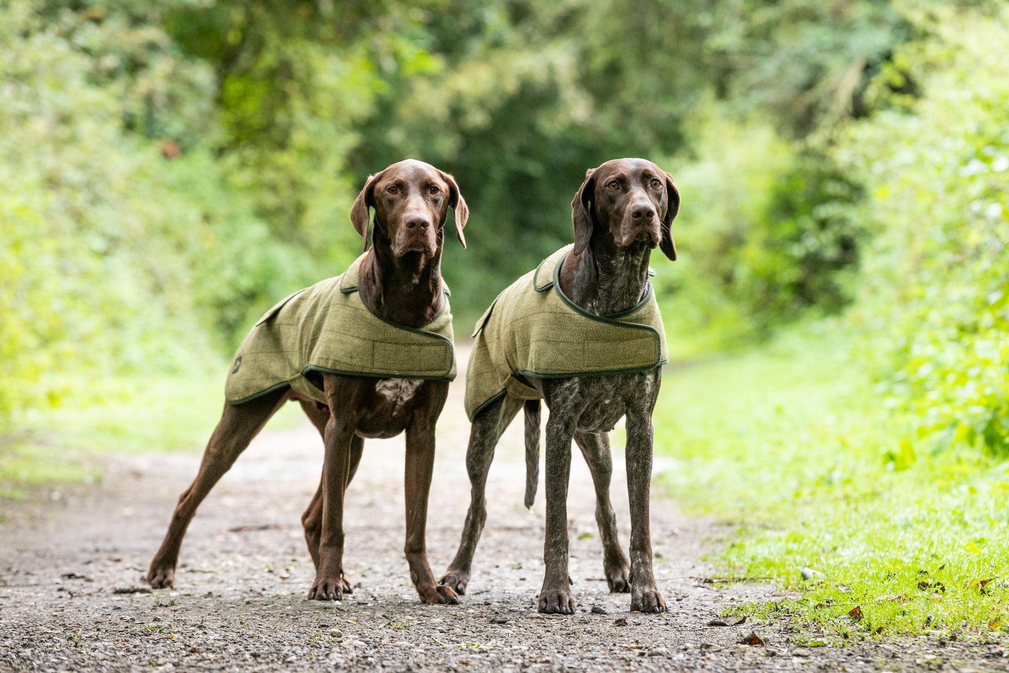 Tweed Dog Coat