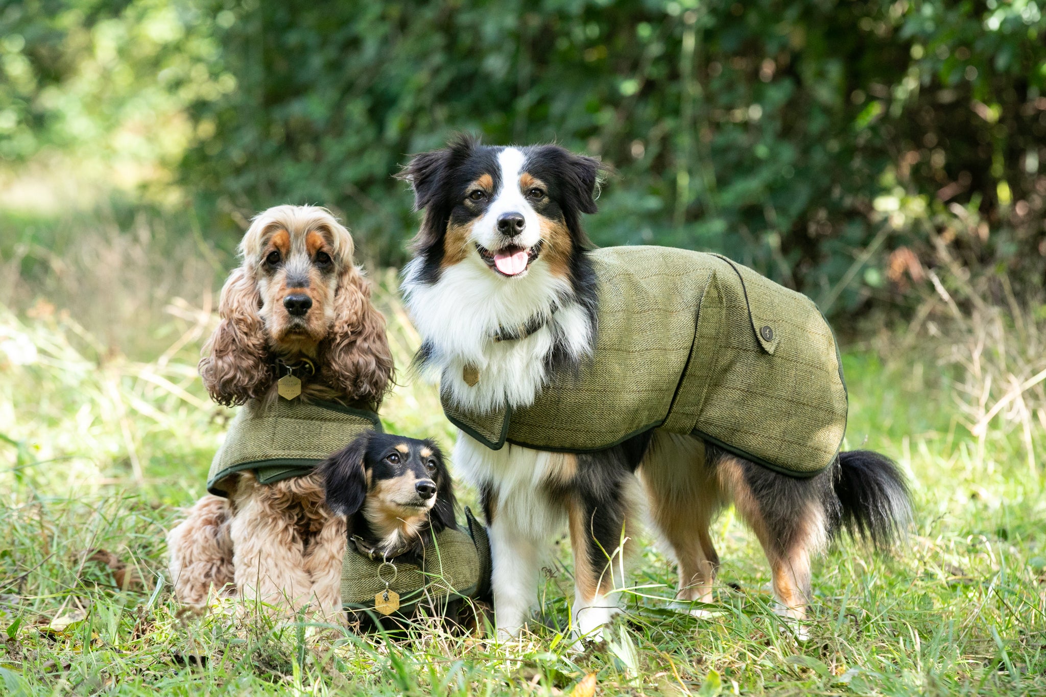 Tweed Dog Coat