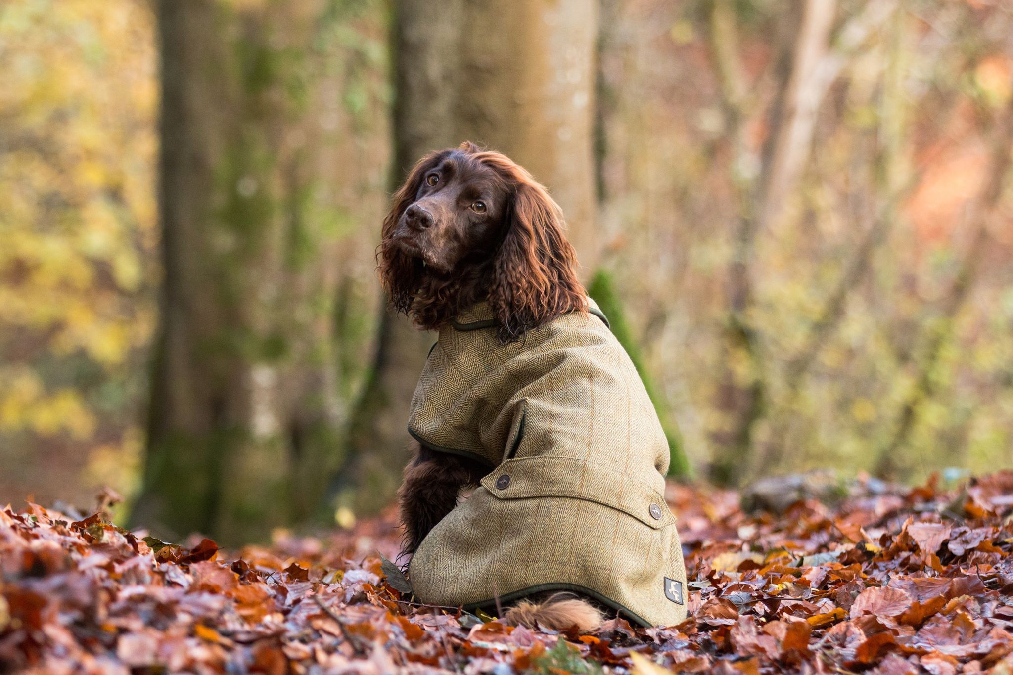 Tweed Dog Coat
