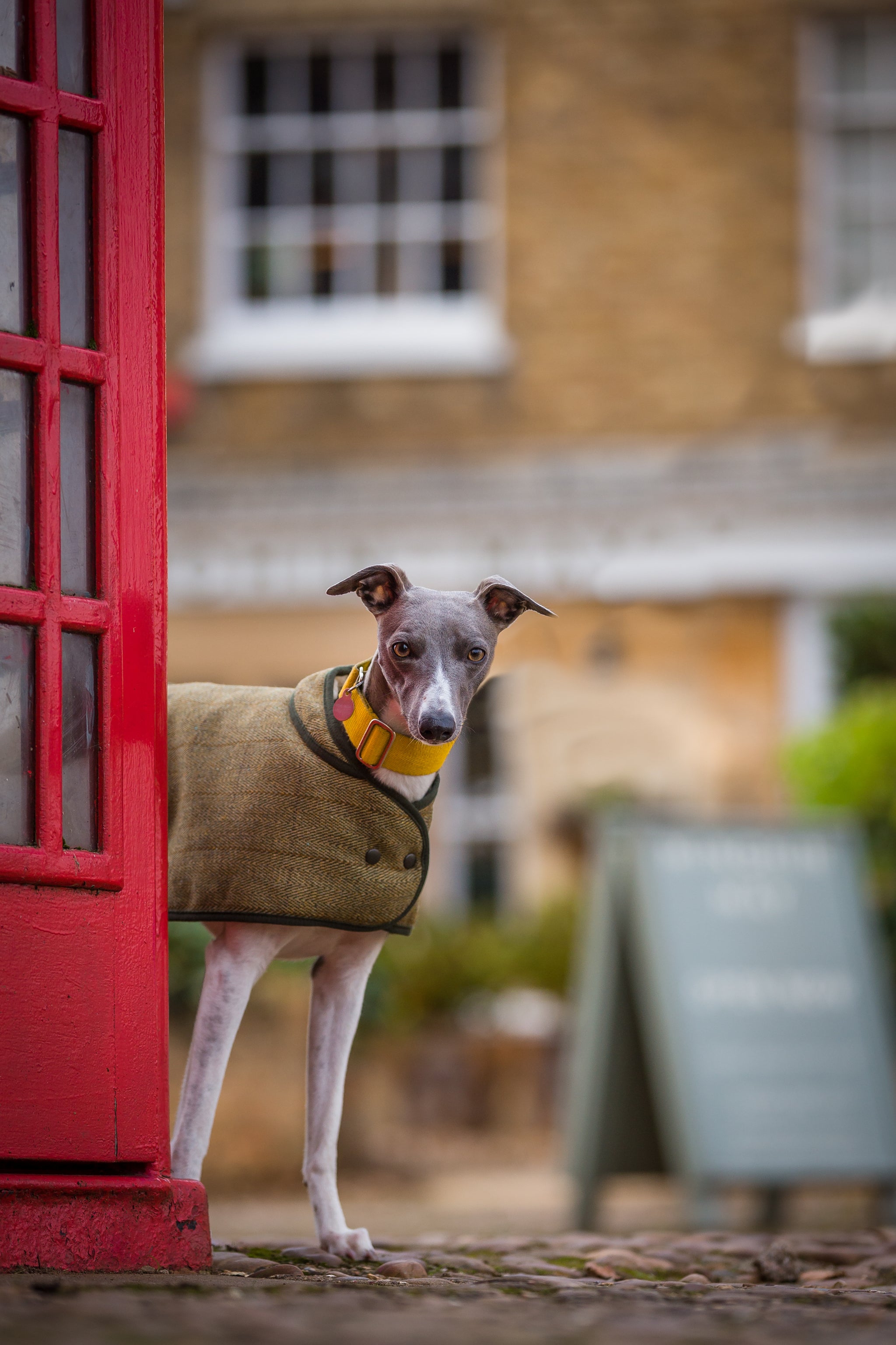 Tweed Whippet Coat