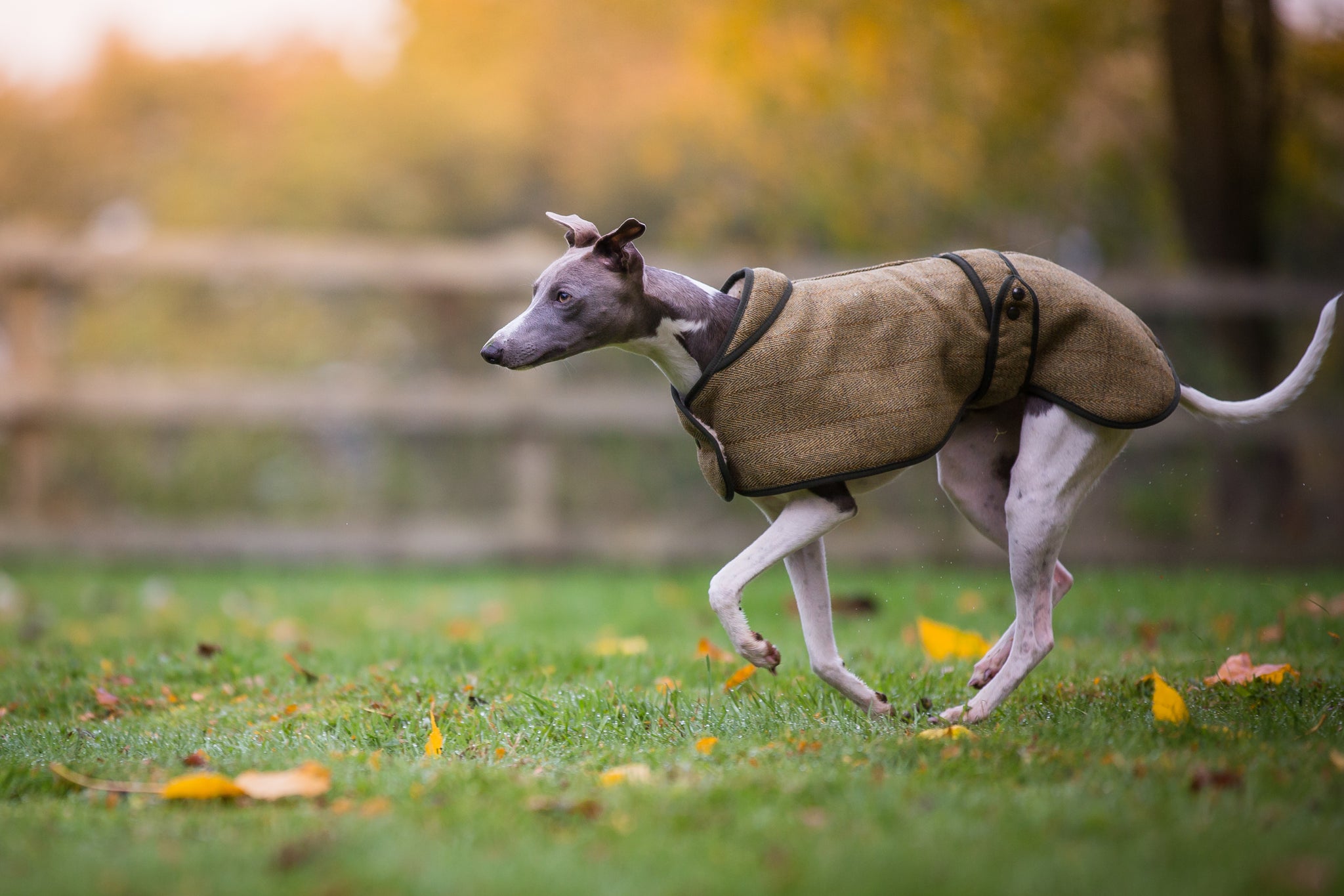 Tweed Whippet Coat