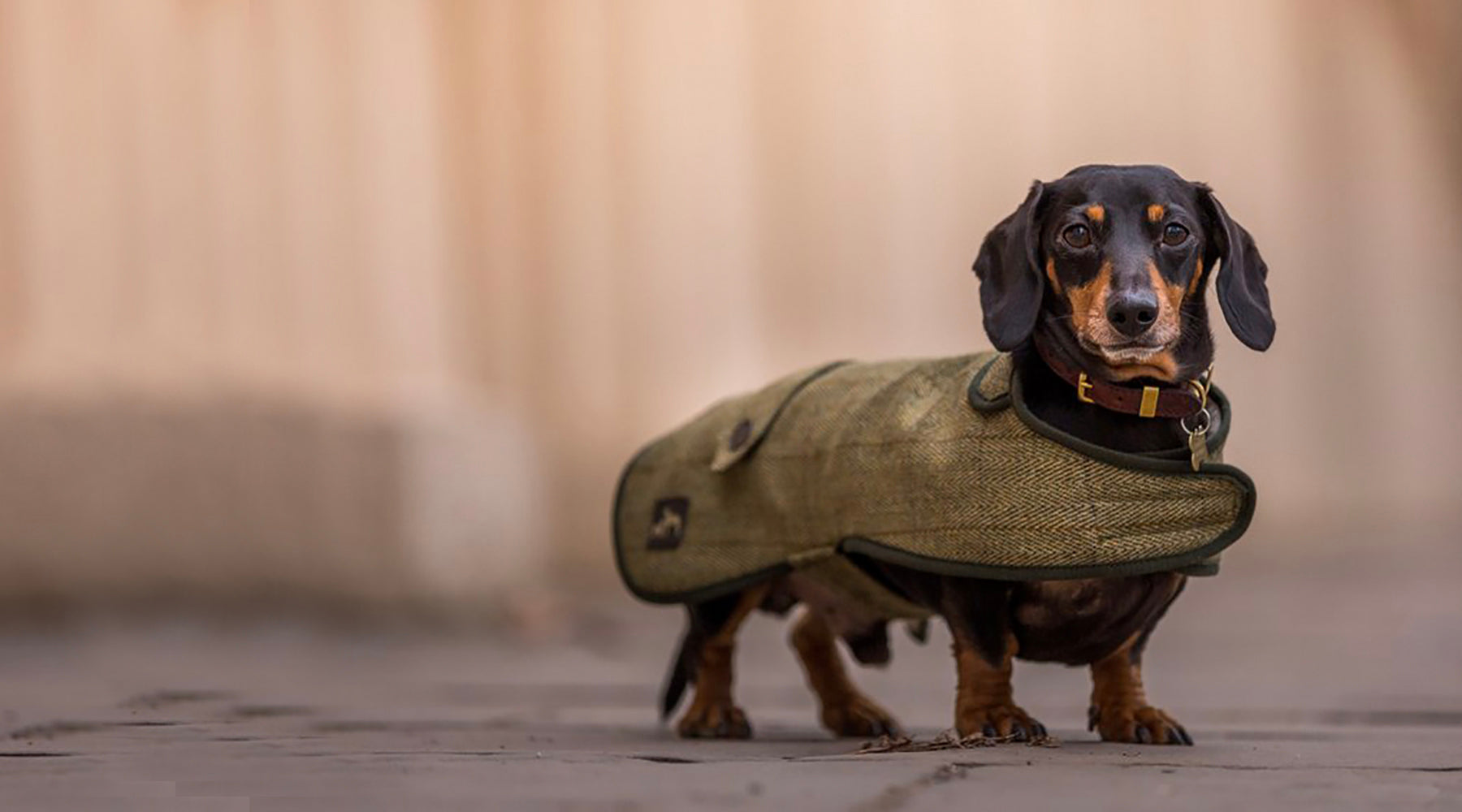 Dachshund coats for sale sale