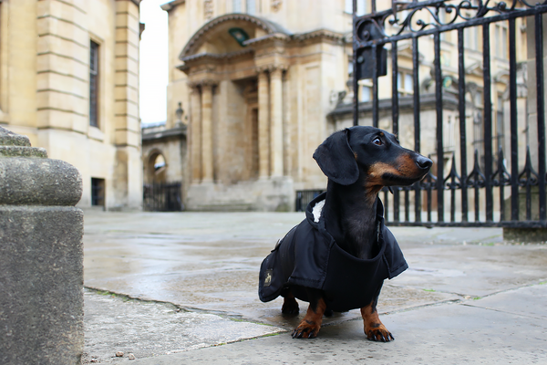 Barbour online dachshund coat