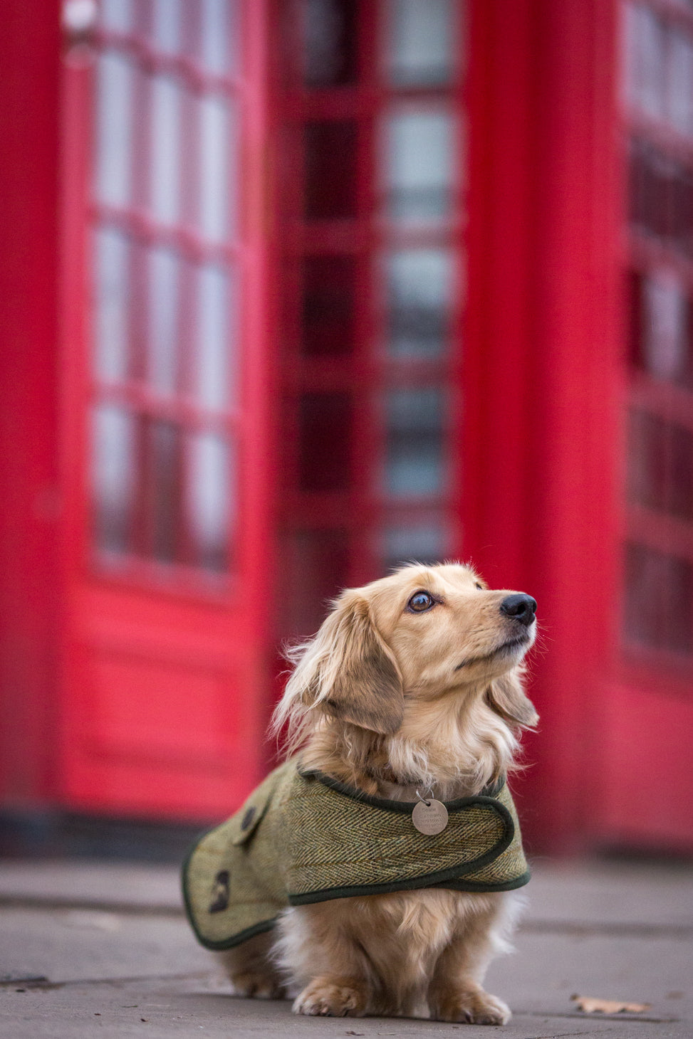 Tweed Dachshund Coat Country and Twee