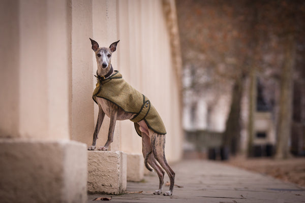 Barbour whippet coat top
