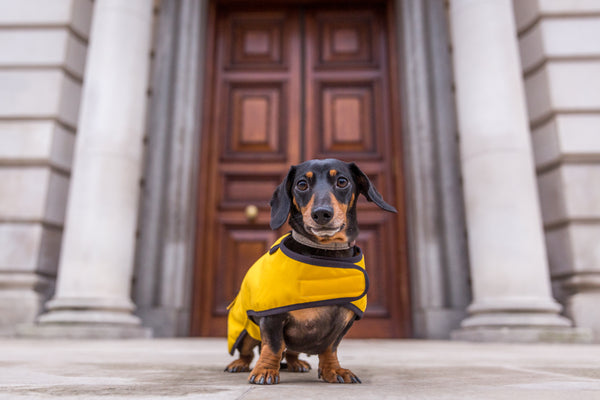 Miniature Dachshunds Weiner Dog Coats Mustard Waxed Cotton