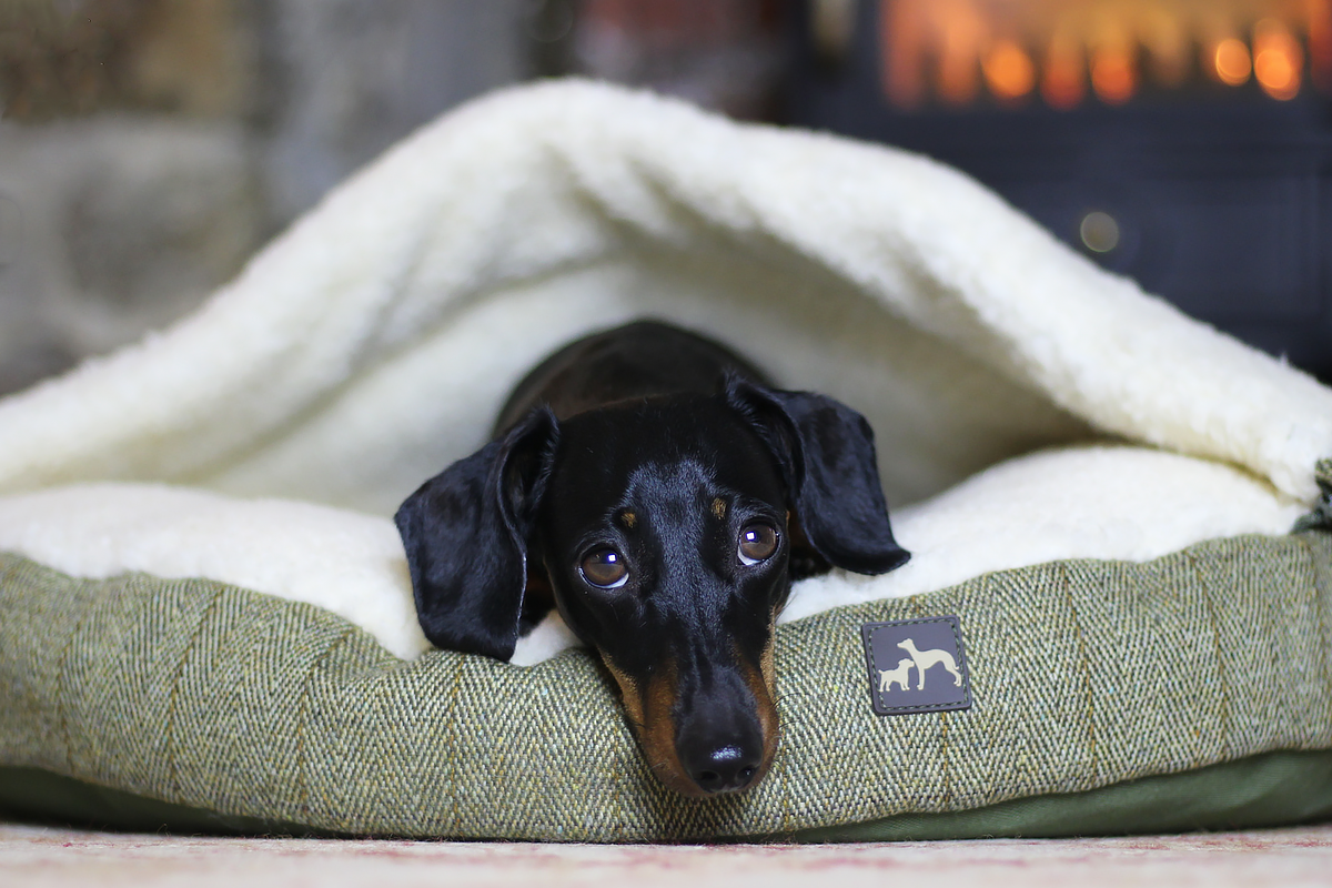 Dachshund 2024 cave bed