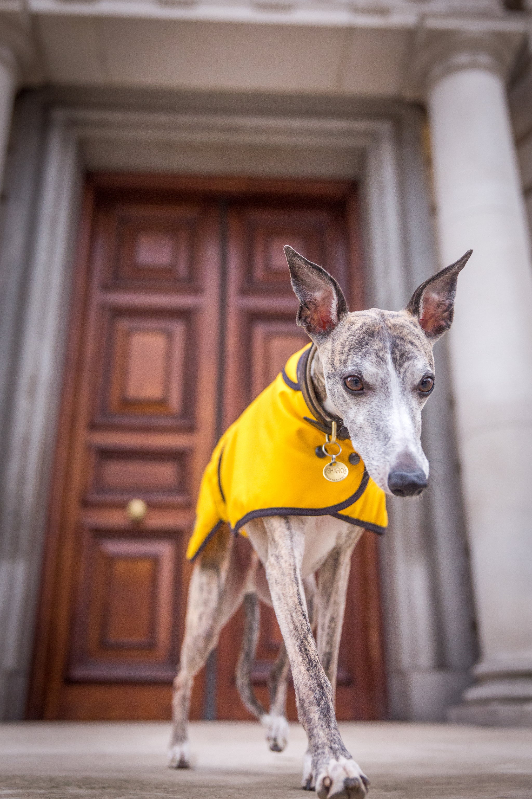 Mustard Wax Whippet Coat