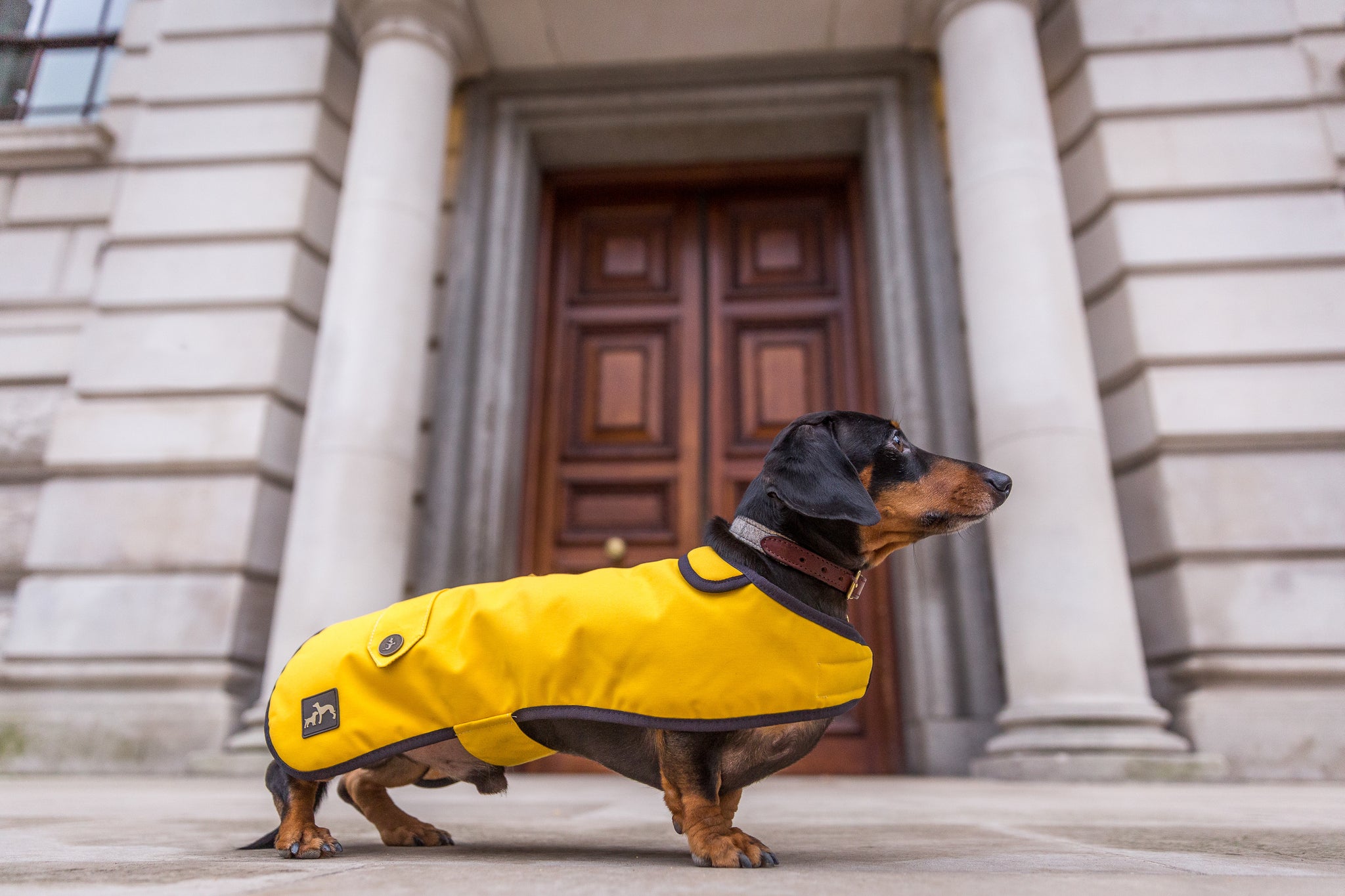 Best Dachshund Coat Dachshund Raincoat Dachshund Waterproof Rain