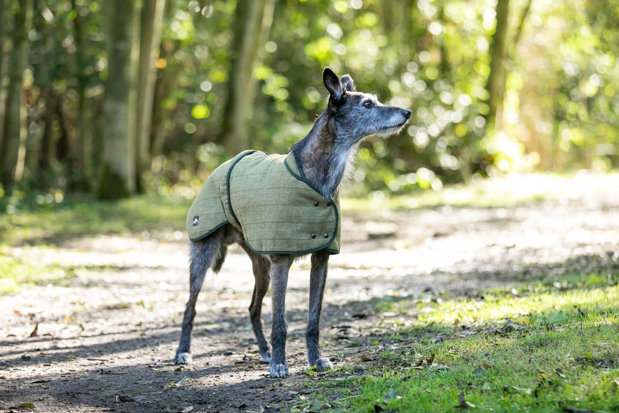 Tweed Lurcher Greyhound Coat Country and Twee