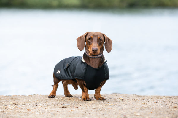 Black Dachshund Underbelly Coat - Main Image